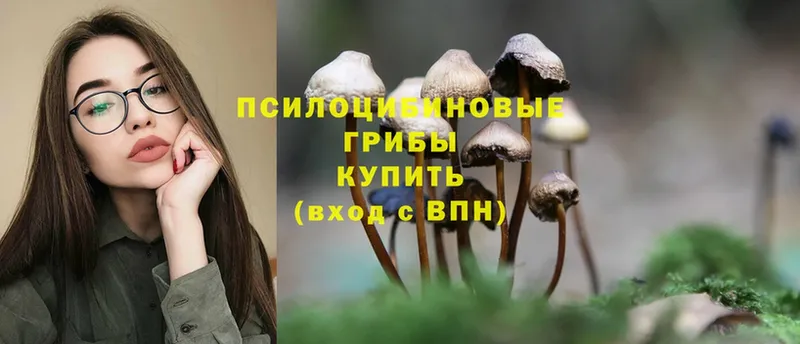 Псилоцибиновые грибы Psilocybe  хочу наркоту  Кизилюрт 