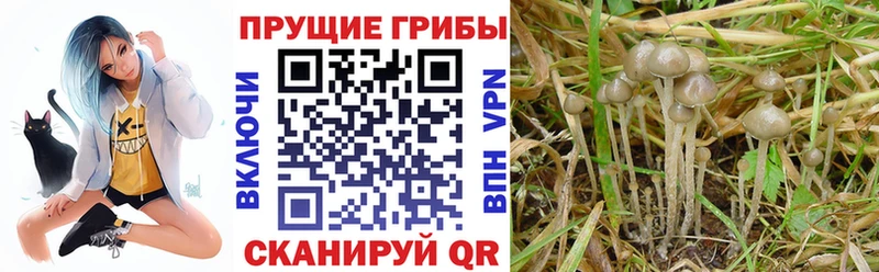 Псилоцибиновые грибы мухоморы  купить наркоту  Кизилюрт 